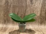 Phalaenopsis Dtps I-Hsin Polar Bear (3.5” pot) - Image 3