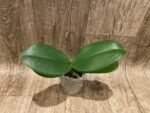 Phalaenopsis Dtps I-Hsin Polar Bear (3.5” pot) - Image 4