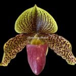 In Bud - Paph. Graham Robertson (3.5” pot)
