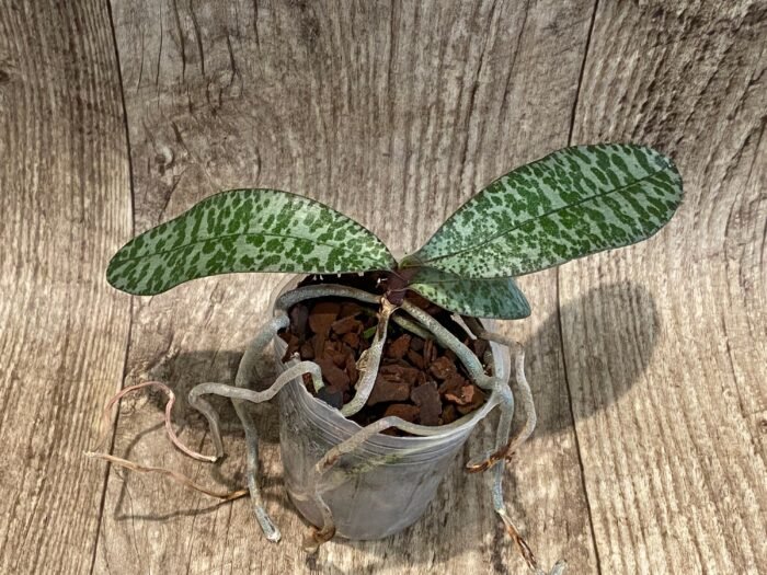 Phalaenopsis celebensis × sib (3” Pot) - Image 3