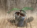 Phalaenopsis celebensis × sib (3” Pot) - Image 4