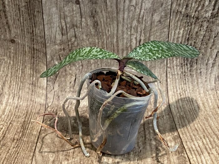 Phalaenopsis celebensis × sib (3” Pot) - Image 4