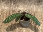 Phalaenopsis celebensis × sib (3” Pot) - Image 5