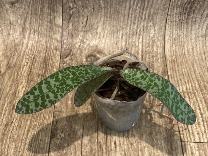 Phalaenopsis celebensis × sib (3” Pot) - Image 5