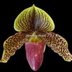 Paph. Graham Robertson (2" pot)