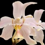 Paraphalaenopsis laycockii (3” Pot)