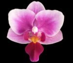 Phalaenopsis Miki Pink Fox variegated  (3" pot)
