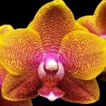 Fragrant - Phalaenopsis Sogo Lawrence