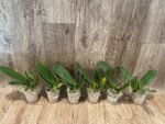Phalaenopsis OX Luna Rosa (3" pot) - Image 3