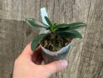 Fragrant - Phalaenopsis (Sedirea) japonica × sib (3” pot) - Image 4