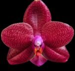 Fragrant - Phalaenopsis Phal. LD Sun Dragon (3” Pot)