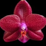 Fragrant - Phalaenopsis Phal. LD Sun Dragon (3” Pot)