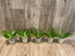 Fragrant - Phalaenopsis Phal. LD Sun Dragon (3” Pot) - Image 3