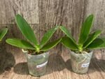 Fragrant - Phalaenopsis Phal. LD Sun Dragon (3” Pot) - Image 5