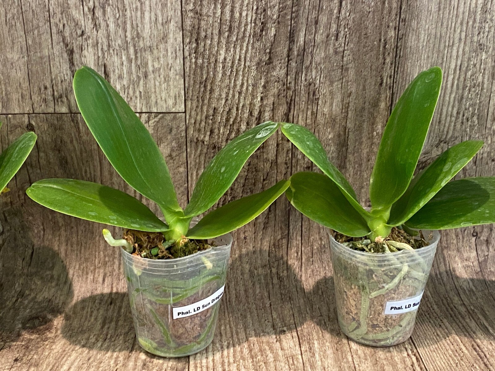 il_fullxfull.6149193851_s3yd.jpg Fragrant - Phalaenopsis Phal. LD Sun Dragon (3” Pot) - Image 5