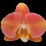 Phalaenopsis Harck Marigold (3" pot)