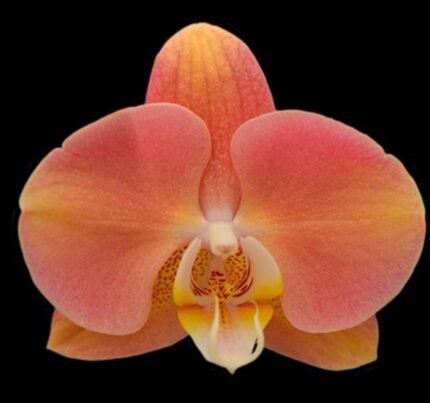 Phalaenopsis Harck Marigold (3" pot)