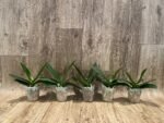Phalaenopsis Harck Marigold (3" pot) - Image 3
