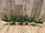 Phalaenopsis Harck Marigold (3" pot) - Image 4