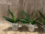 Phalaenopsis Harck Marigold (3" pot) - Image 5