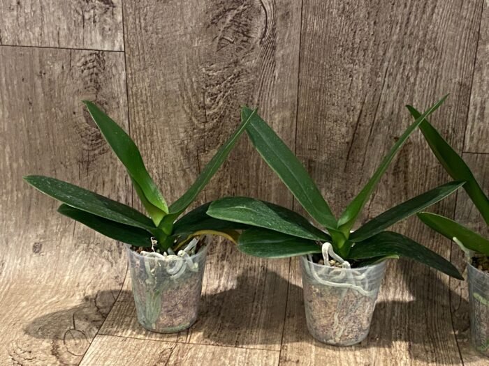 Phalaenopsis Harck Marigold (3" pot) - Image 5