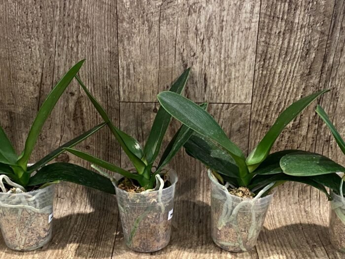 Phalaenopsis Harck Marigold (3" pot) - Image 6