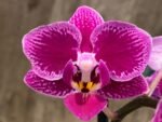 Rare Varigated Phalaenopsis Chia E Yenlin (3.5” pot) - Image 2