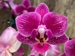Rare Varigated Phalaenopsis Chia E Yenlin (3.5” pot) - Image 3