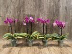 Rare Varigated Phalaenopsis Chia E Yenlin (3.5” pot) - Image 4