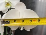 Phalaenopsis amabilis Large Flower (4.5" pot) - Image 2