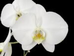 Phalaenopsis amabilis Large Flower (4.5" pot)
