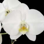 Phalaenopsis amabilis Large Flower (4.5" pot)
