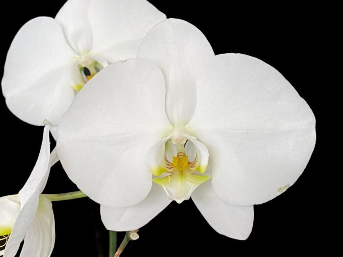 Phalaenopsis amabilis Large Flower (4.5" pot) - Image 1