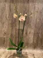 Double Spikes Phalaenopsis OX Lottery Prince (4.5" pot) - Image 8