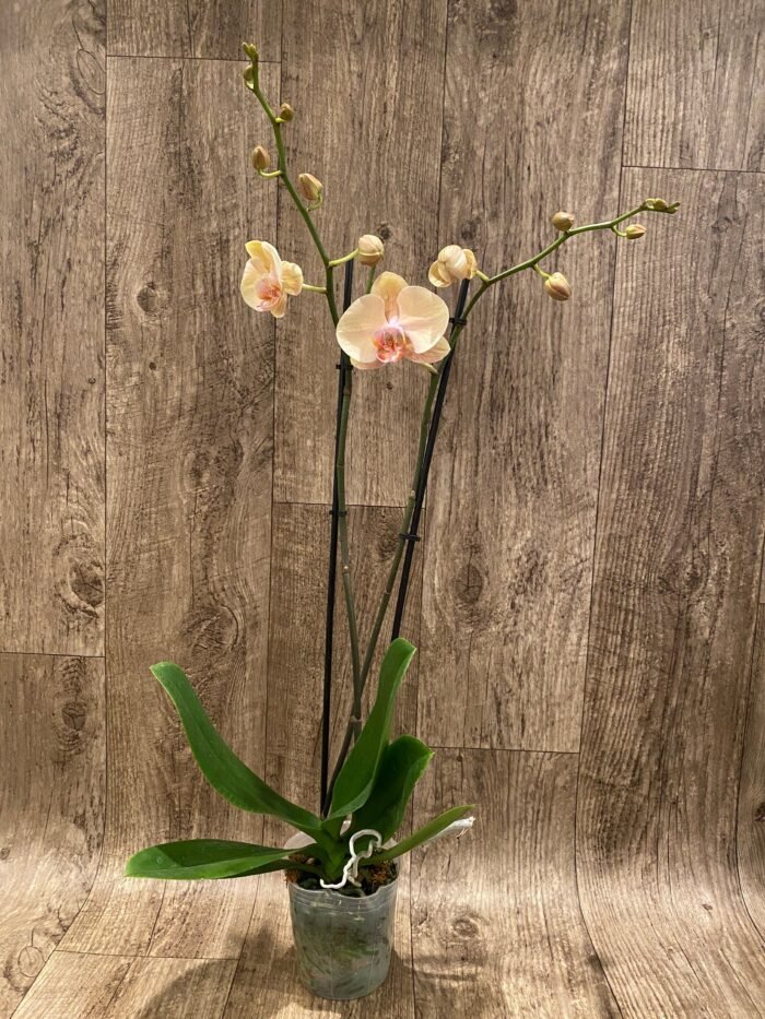 Double Spikes Phalaenopsis OX Lottery Prince (4.5" pot) - Image 8