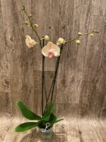 Double Spikes Phalaenopsis OX Lottery Prince (4.5" pot) - Image 9