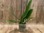 Double Spikes Phalaenopsis OX Lottery Prince (4.5" pot) - Image 10