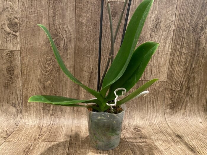 Double Spikes Phalaenopsis OX Lottery Prince (4.5" pot) - Image 10
