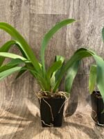 Oncidium Eye Candy 'Pinkie' (3.5” pot) - Image 4