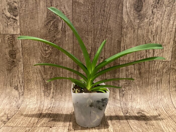 Vanda Kultana Orange x V. Kultana Violetta (Blooming Size, 3.5” Pot) - Image 2