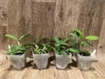 Cattleya Peckaviensis (schilleriana v. sanderiana x anclandiae) (3.5” pot) - Image 2