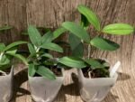 Cattleya Peckaviensis (schilleriana v. sanderiana x anclandiae) (3.5” pot) - Image 5