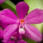 Vanda ampullacea (3.5” Pot)