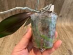 Phalaenopsis sanderiana x sib (3” Pot) - Image 4
