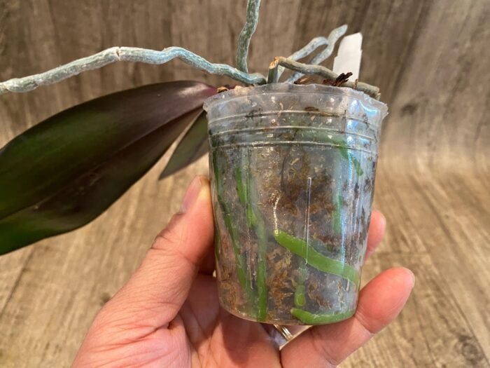 Phalaenopsis sanderiana x sib (3” Pot) - Image 4