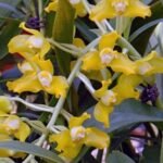 Grammangis ellisii var alba x sib (3.5” Pot)