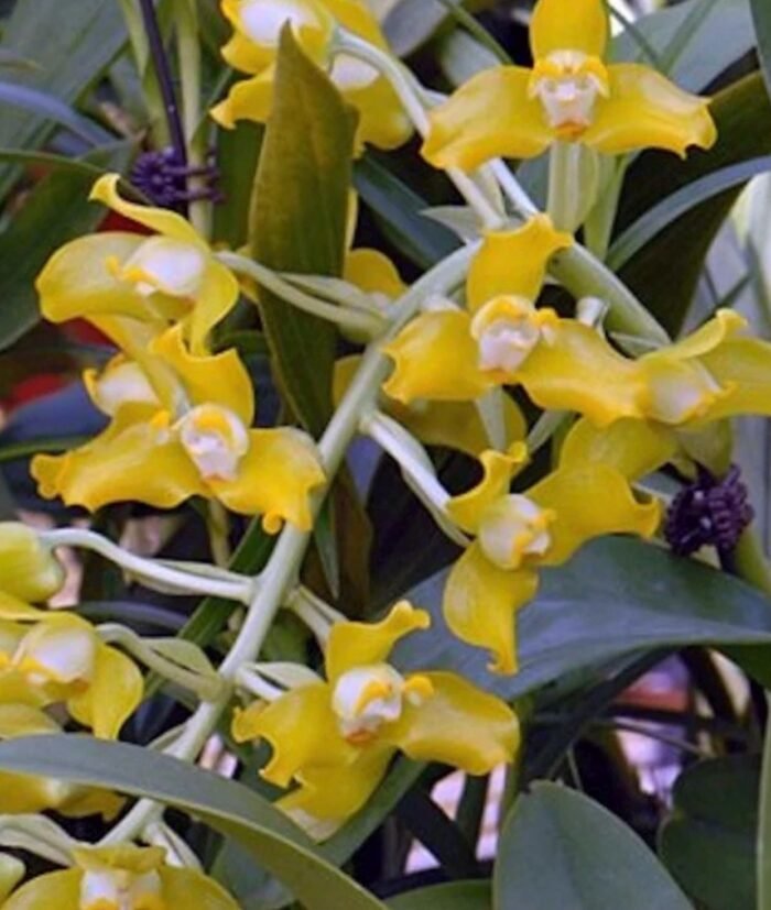Grammangis ellisii var alba x sib (3.5” Pot) - Image 1