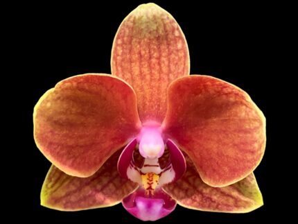 Double Spikes Phalaenopsis NOID (3.5” Pot)