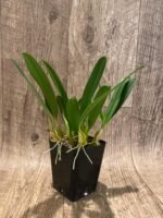 Bulbophyllum biflorum blooming Size (3.5” Pot) - Image 7