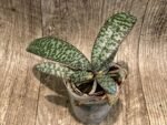Phalaenopsis celebensis × sib double plants (3” Pot) - Image 4